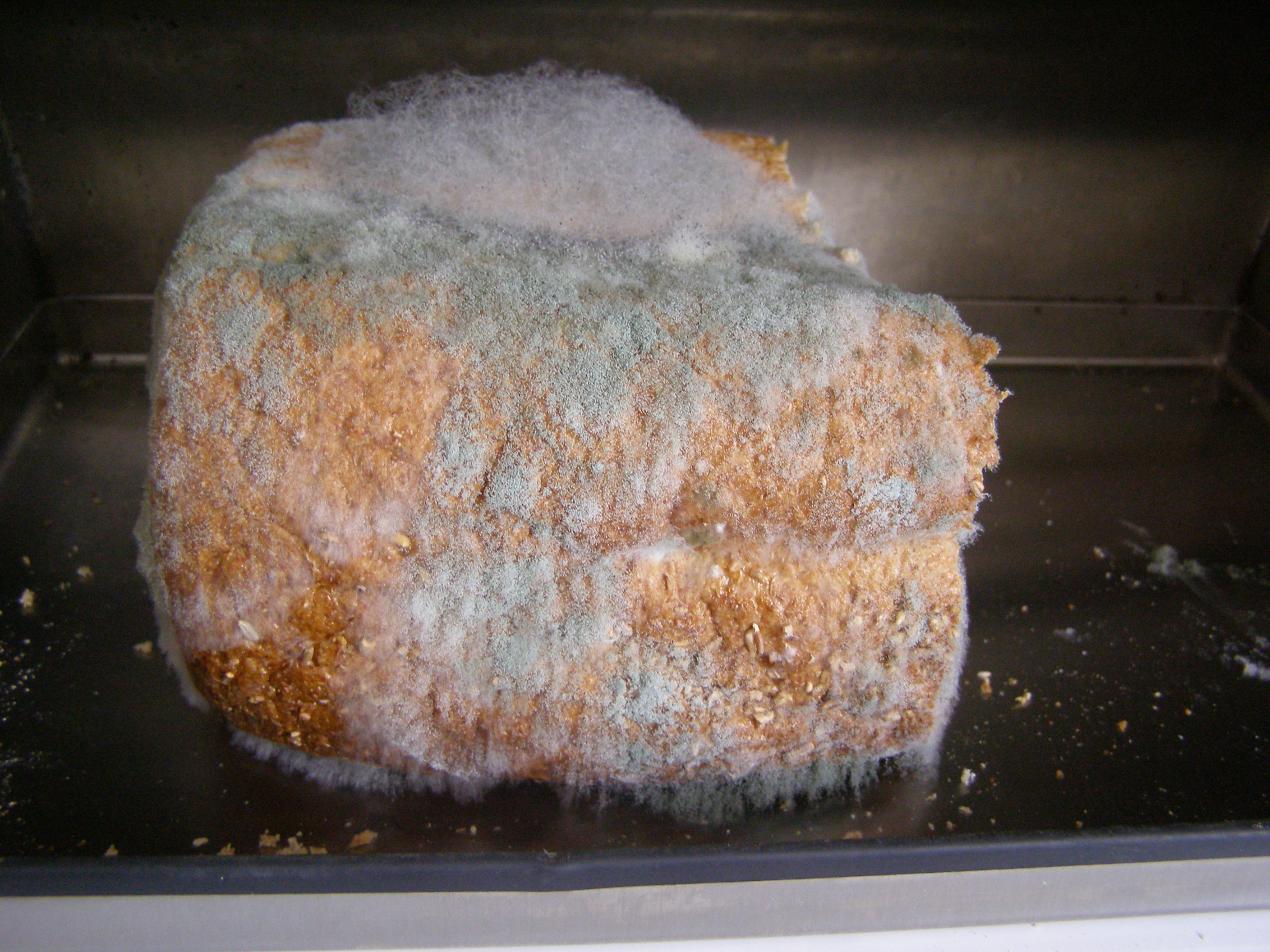 A slice of bread showing patches of green and white mould