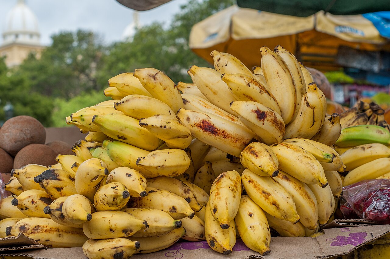 A hanging bunch of ripe yellow bananas