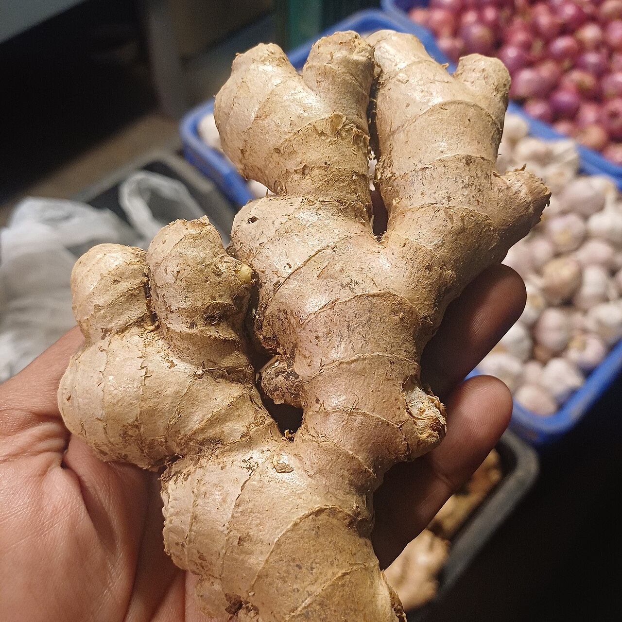 Fresh root ginger on a plain background