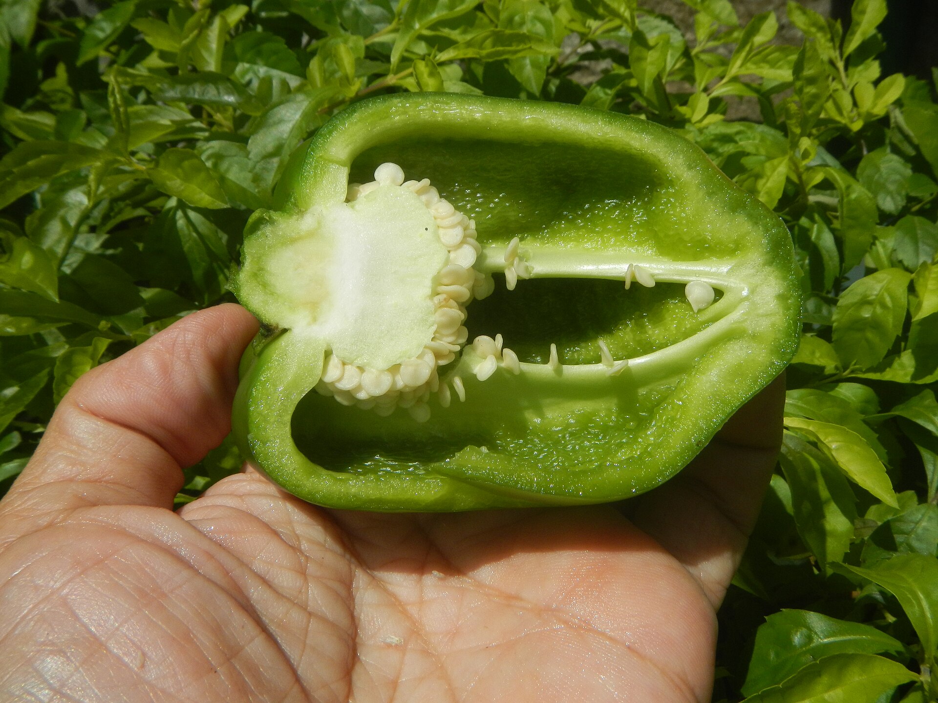 Sliced green bell peppers ready for freezing