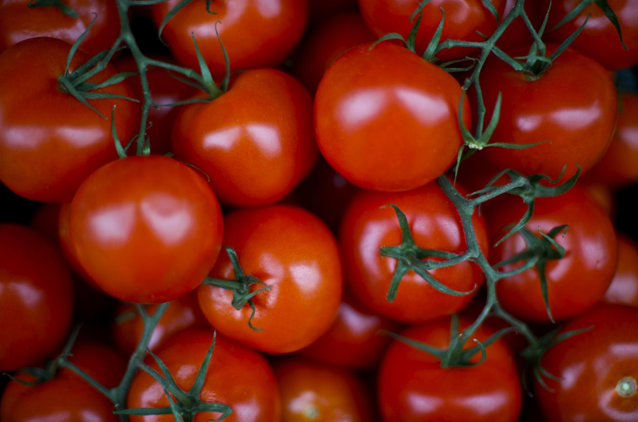 Ripe red vine tomatoes